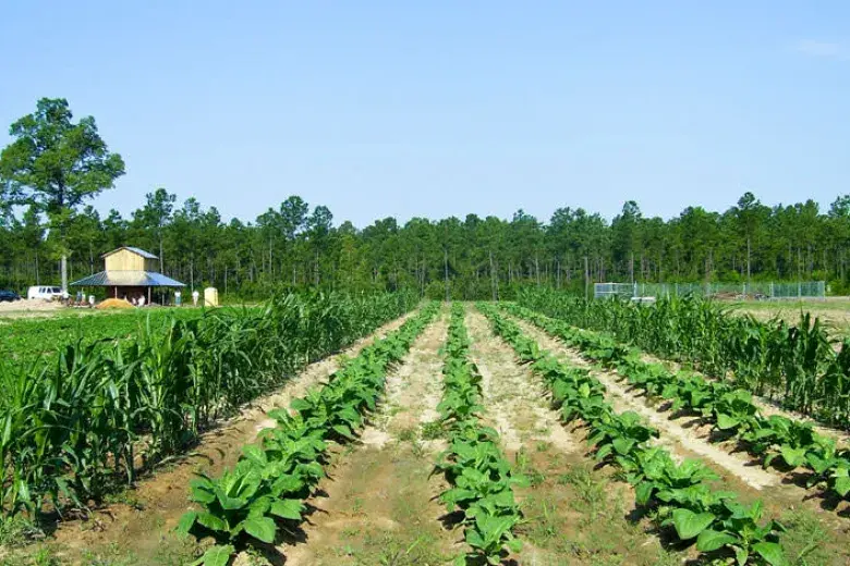L. W. Paul Living History Farm Photo 3