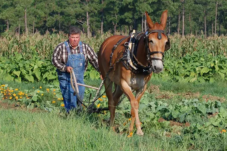 L. W. Paul Living History Farm Photo 5