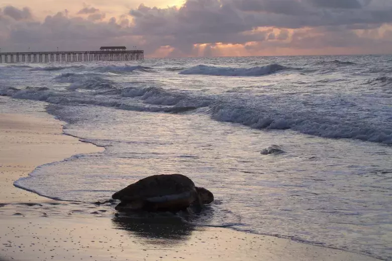 Myrtle Beach State Park Photo 5