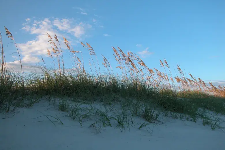 Myrtle Beach State Park Photo 4