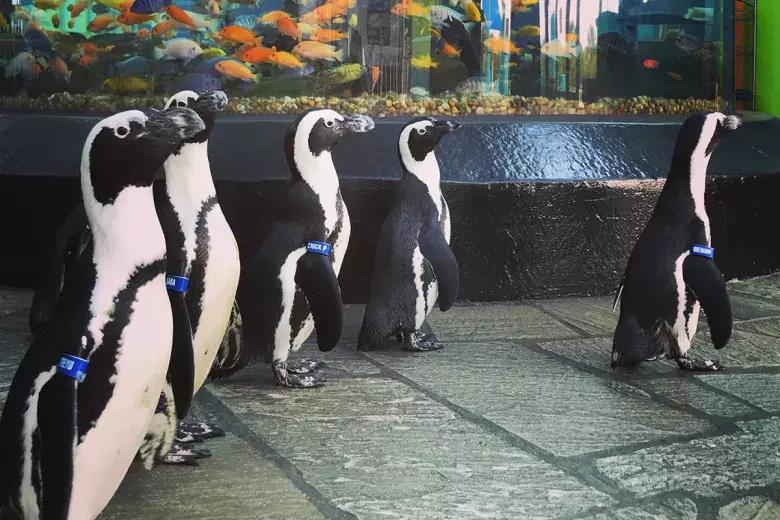 Ripley's Aquarium of Myrtle Beach Photo 2