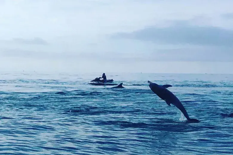 Southern Shores Island & Dolphin Cruises Photo 3