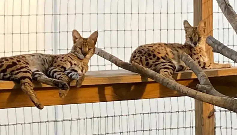 Wild Woods Farm Photo 4