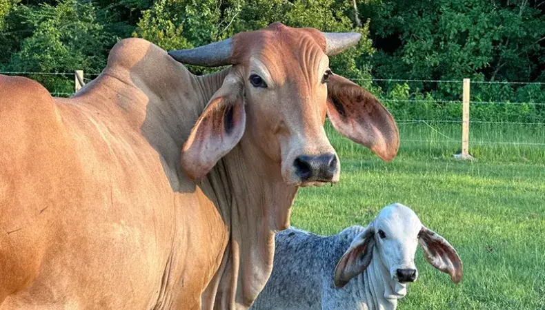 Wild Woods Farm Photo 5