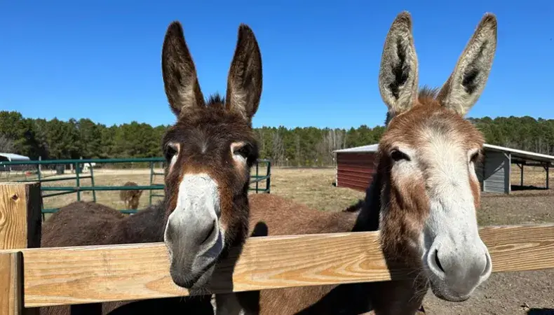 Wild Woods Farm Photo 2