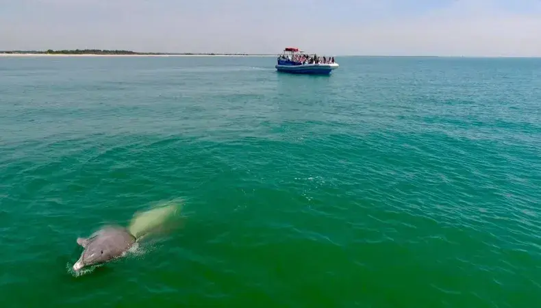 Blue Wave Adventures Dolphin Watch Tour Photo