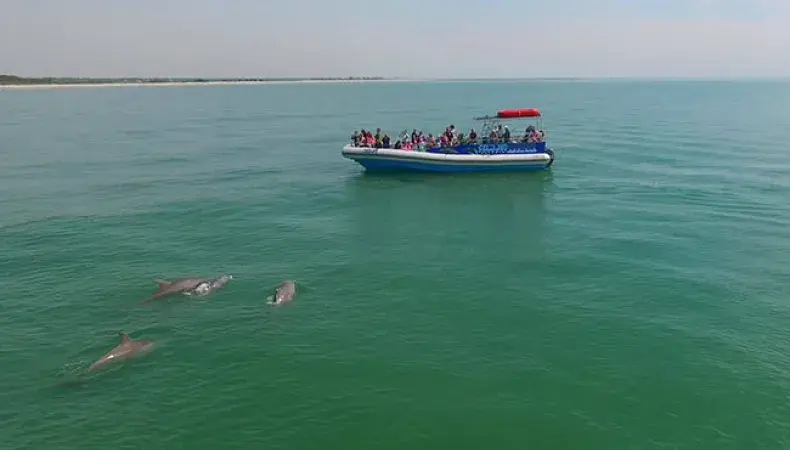 Blue Wave Adventures Dolphin Watch Tour Photo 2
