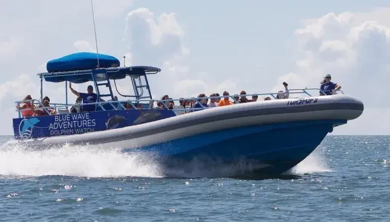 Blue Wave Adventures Dolphin Watch Tour Photo 3
