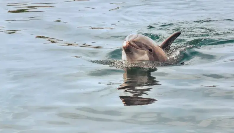 Crazy Sister Boat Tours & Dolphin Cruises Photo