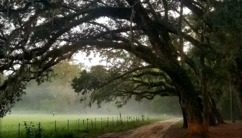 Hobcaw Barony