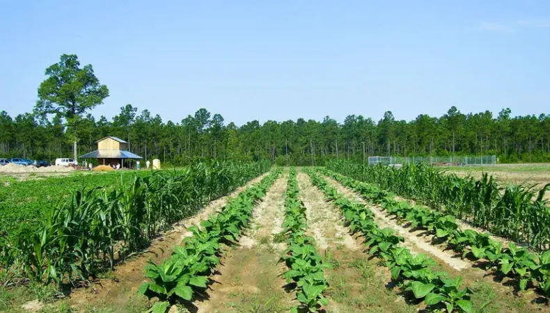 L. W. Paul Living History Farm Photo 3