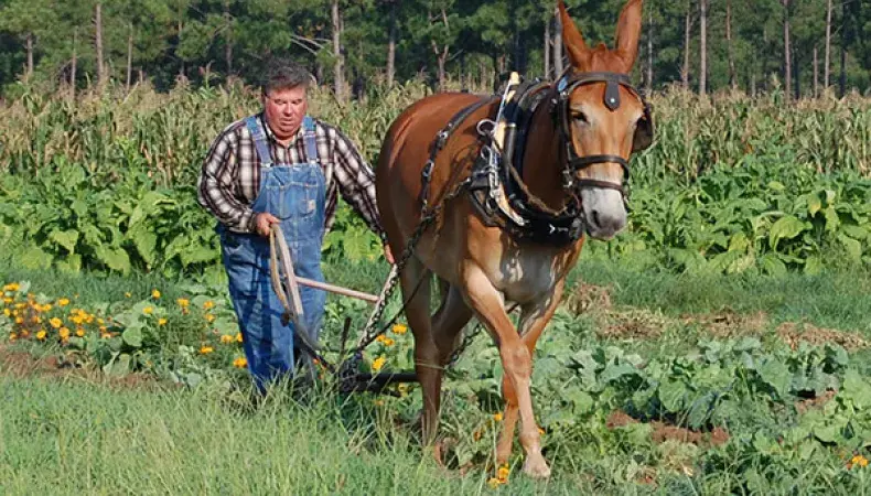 L. W. Paul Living History Farm Photo 5