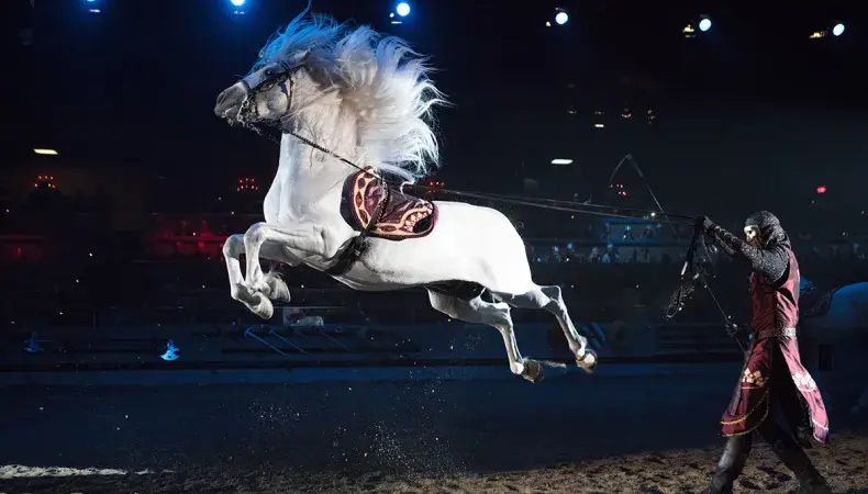 Medieval Times Dinner & Tournament Photo 2