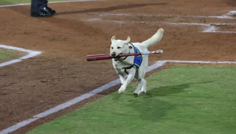 Myrtle Beach Pelicans Photo 4