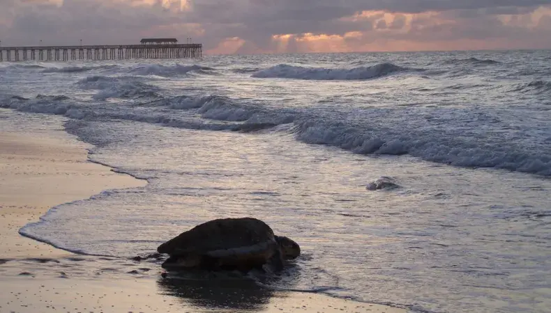 Myrtle Beach State Park Photo 5