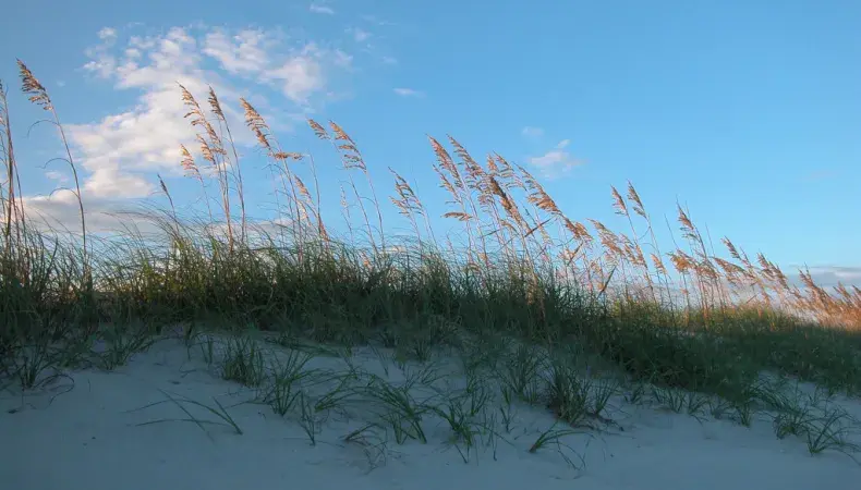 Myrtle Beach State Park Photo 4