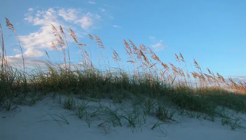 Myrtle Beach State Park Photo 4