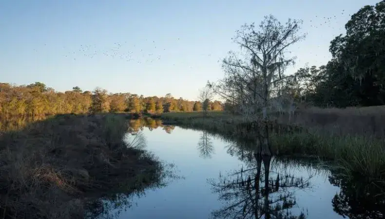 Plantation River Tours and Airboat Rides Photo