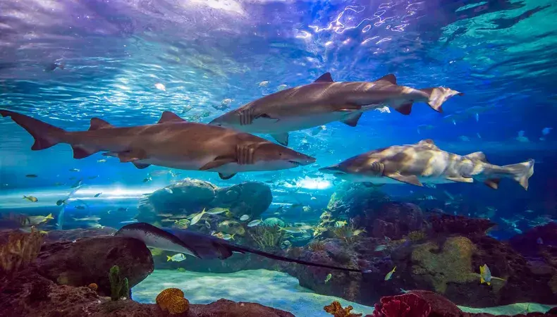 Ripley's Aquarium of Myrtle Beach Photo 3