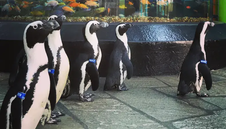 Ripley's Aquarium of Myrtle Beach Photo 2