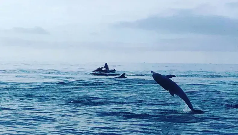 Southern Shores Island & Dolphin Cruises Photo 3