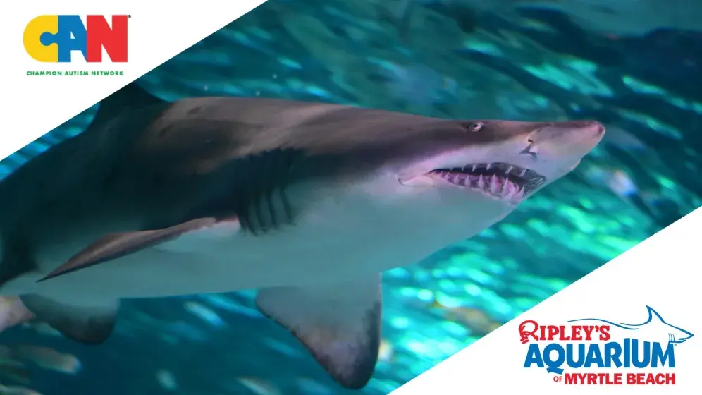 Sensory Friendly Visit at Ripley's Aquarium Photo