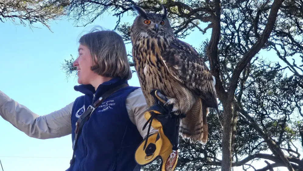 Live Birds of Prey in Flight Photo