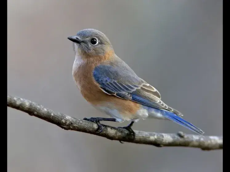 Breakfast with the Birds - Harmony in Nature Series Photo