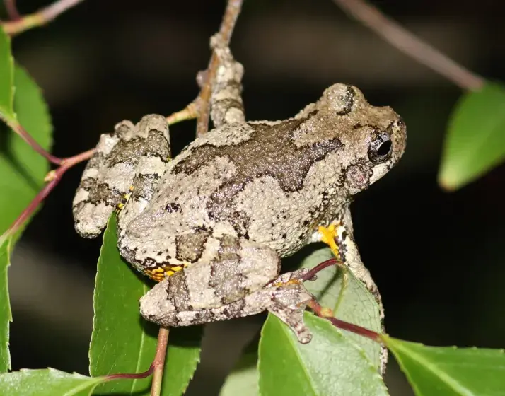 Park After Dark- Feeling Froggy! Photo