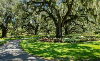 Oaks with moss