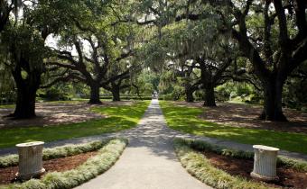 Brookgreen Gardens Oak Alley