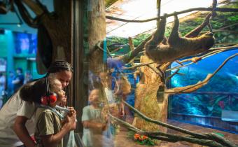 Sensory-Friendly Autism Ripley's Aquarium Sloths