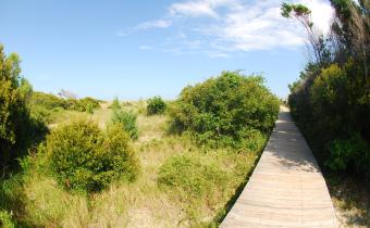 Boardwalk in Huntington Beach State Park