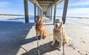 Dogs Under Pier