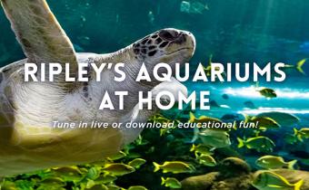 Ripley's Aquarium At Home