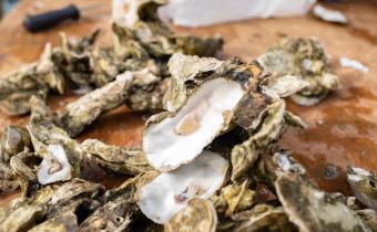 Fresh oysters on a table