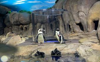 The penguins exhibit at Ripley's Aquarium.