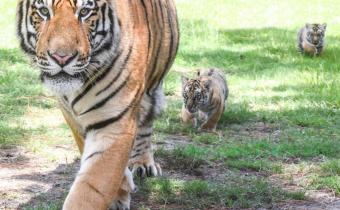 Tiger with cubs