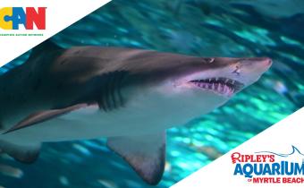 Sensory Friendly Visit at Ripley's Aquarium Photo