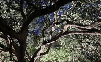 South Carolina Ghosts & Legends Vol. II Photo