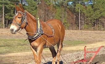 Free Children’s Program at the L.W. Paul Living History Farm - The Barn Owl Photo