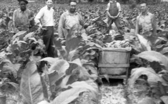 Tobacco Heritage Day Photo