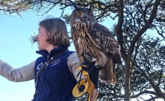 Live Birds of Prey in Flight Photo