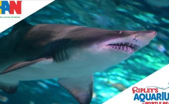 Sensory Event at Ripley's Aquarium in Myrtle Beach Photo