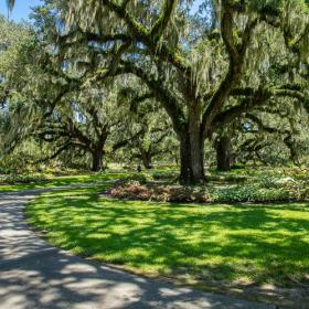 Oaks with moss