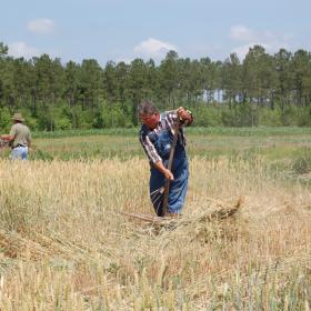 Wheat Field