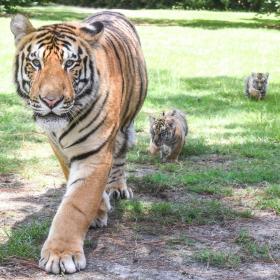 Tiger with cubs