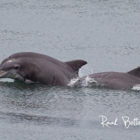 Express Watersports - $3 Off Dolphin Watch, Sightseeing or Sunset Cruise Photo