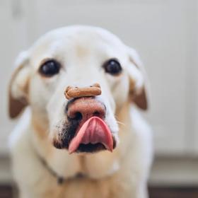 Dee's Barkery Photo