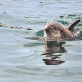 Crazy Sister Dolphin Tours & Cruises Photo